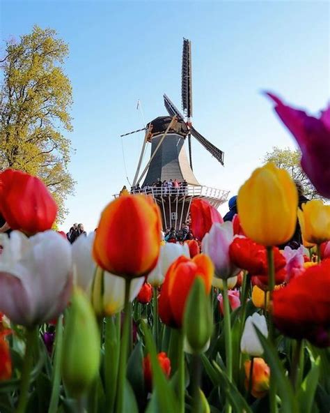 Where to see tulip fields in the Netherlands in 2024 (+ tulip map).